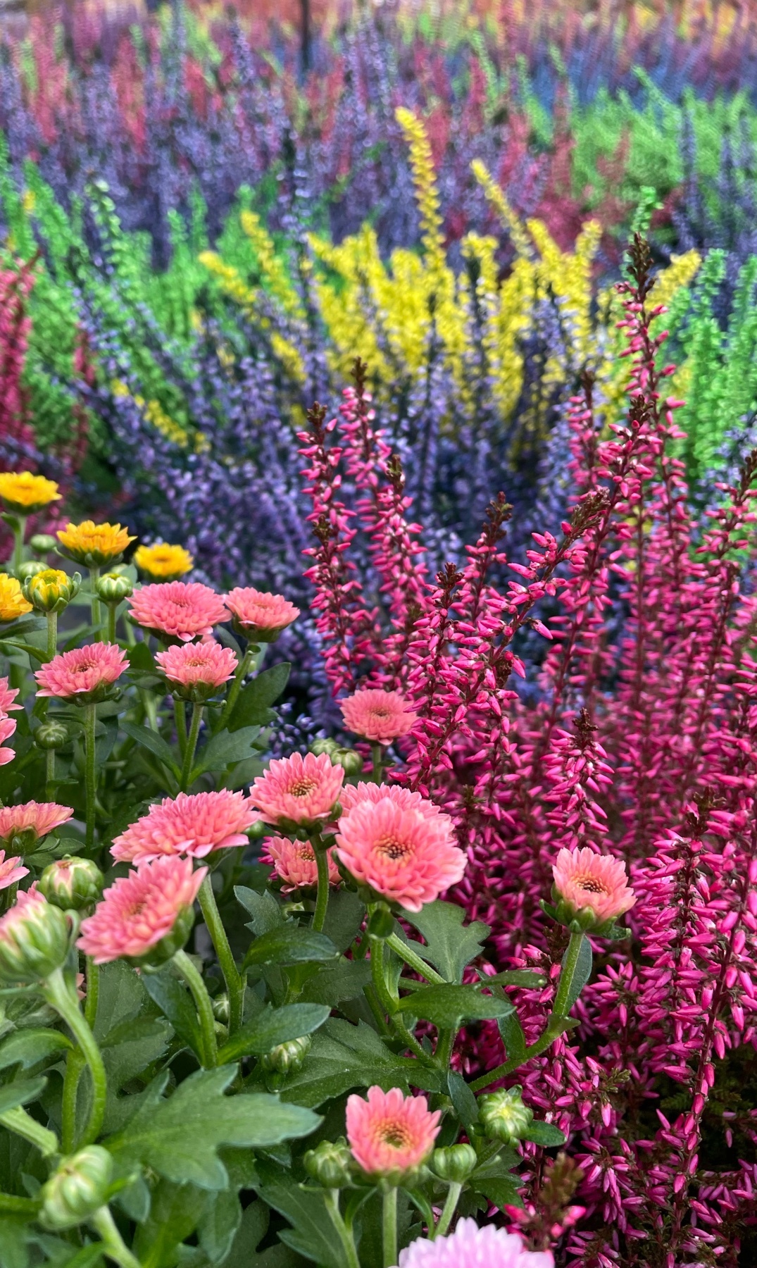 A close-up shot of a vibrant garden filled with colorful flowers. The image showcases a variety of blooms in shades of pink, purple, yellow, and green.