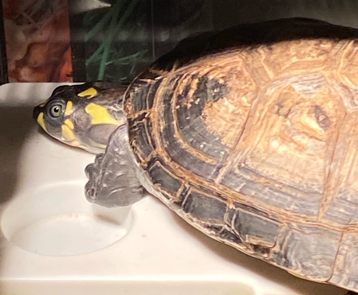 A close-up side profile of a turtle with yellow markings on its face and a detailed shell. The turtle appears to be looking directly at the camera.