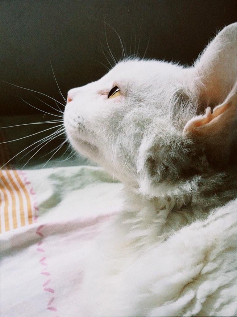 Photo by hivebenji