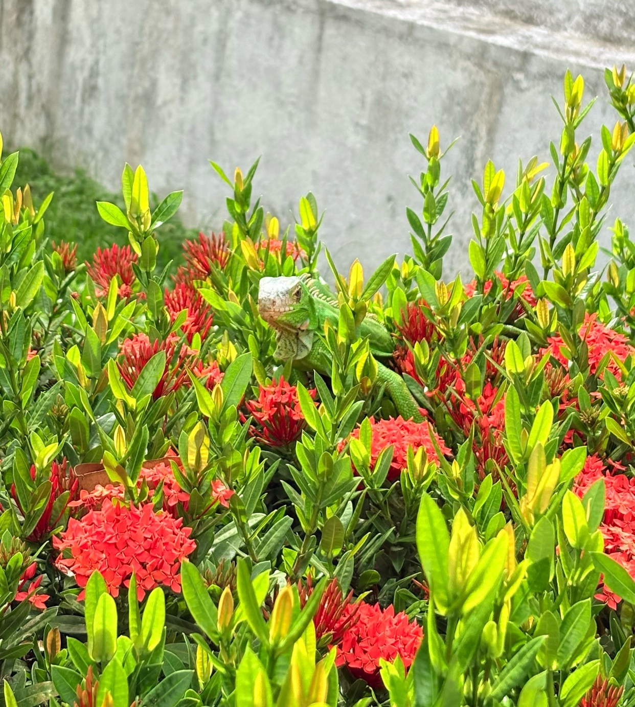 A green iguana is camouflaged among vibrant red flowers and green foliage. The image is a close-up shot of the iguana in its natural habitat.