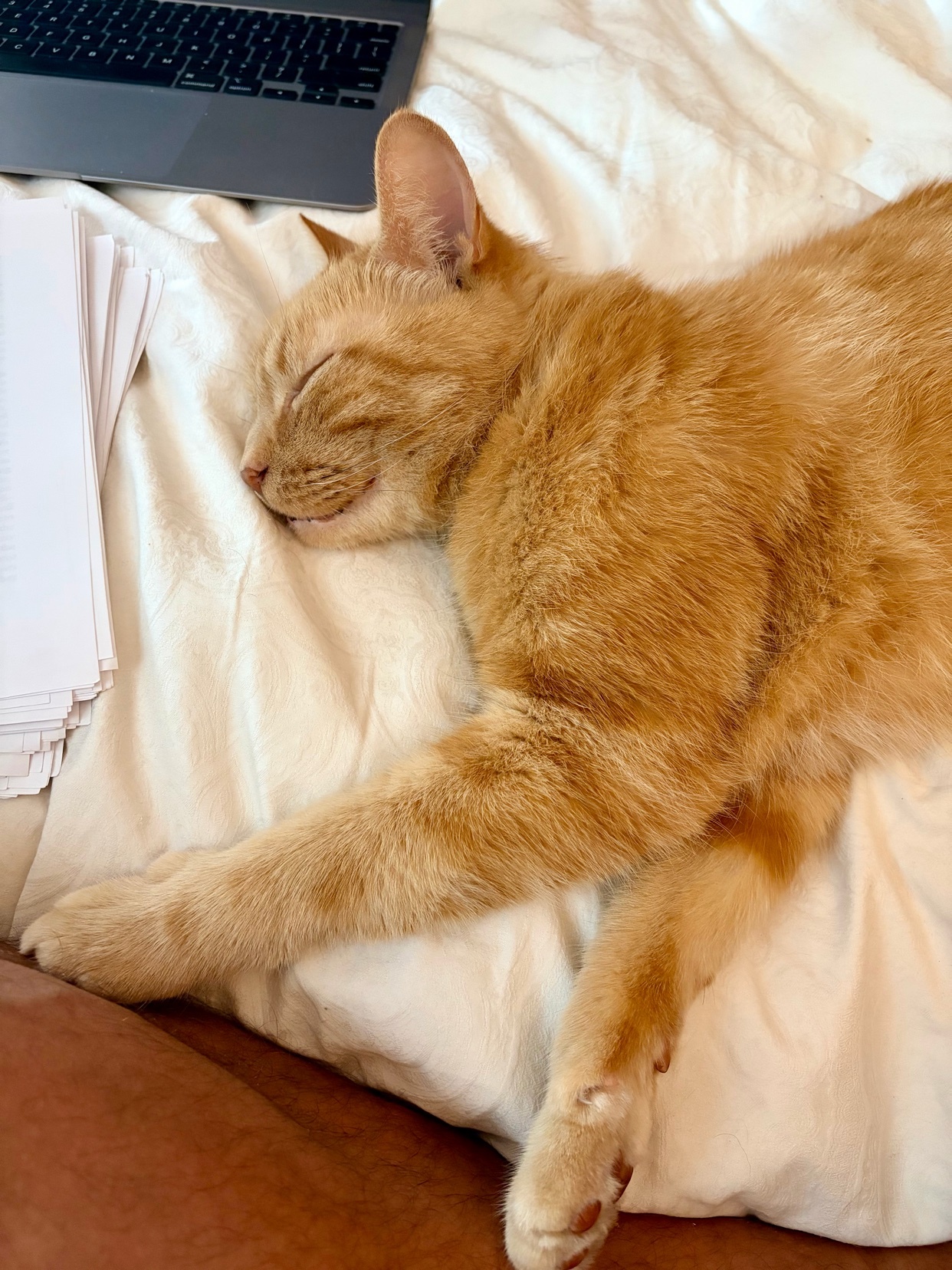 An orange tabby cat sleeps peacefully on a white duvet next to a laptop and a stack of papers. The cat's eyes are closed, and its body is relaxed, suggesting a deep sleep.