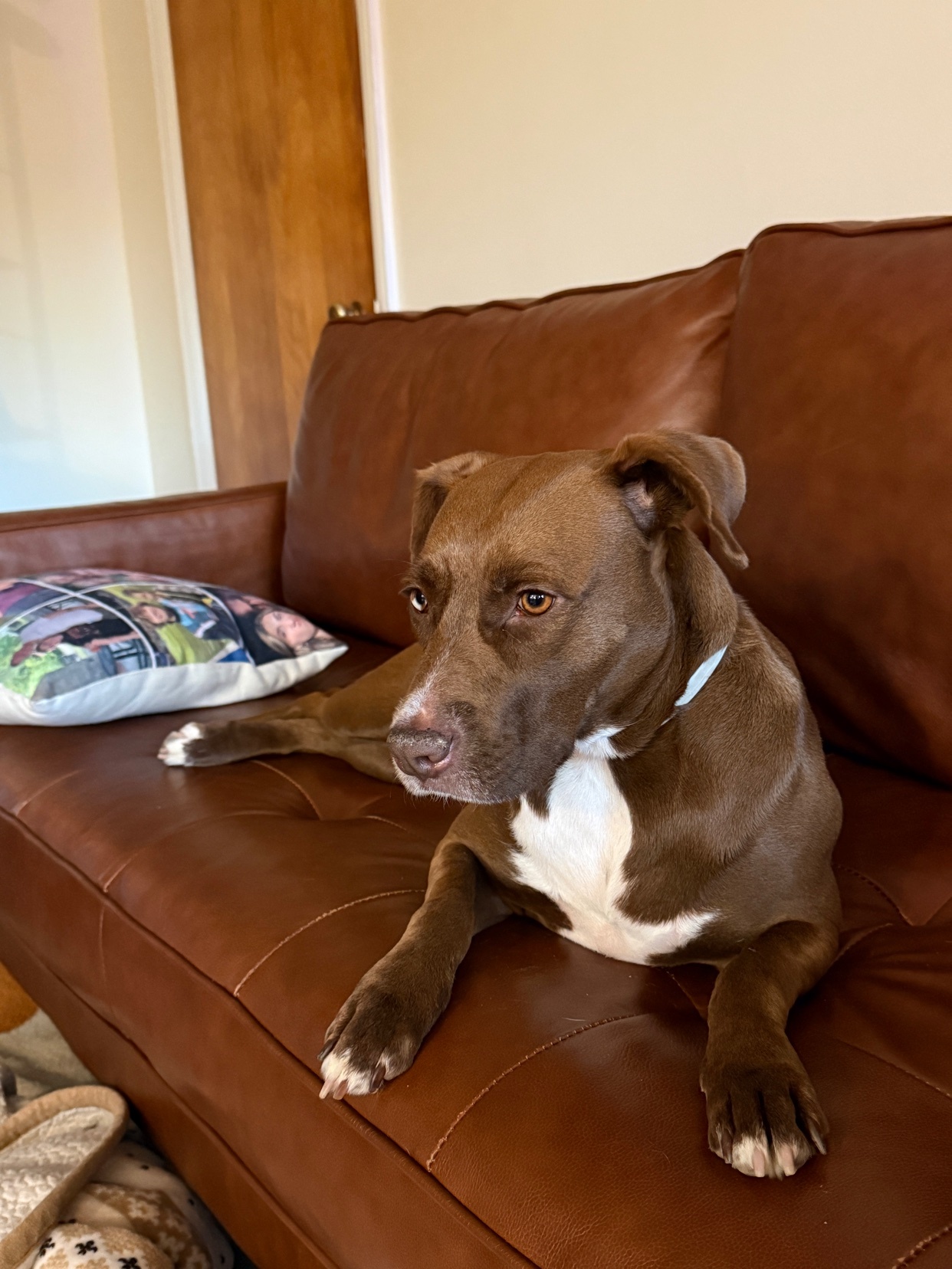 A brown dog with a white chest is lounging on a brown leather couch. A pillow with photos is visible behind the dog.