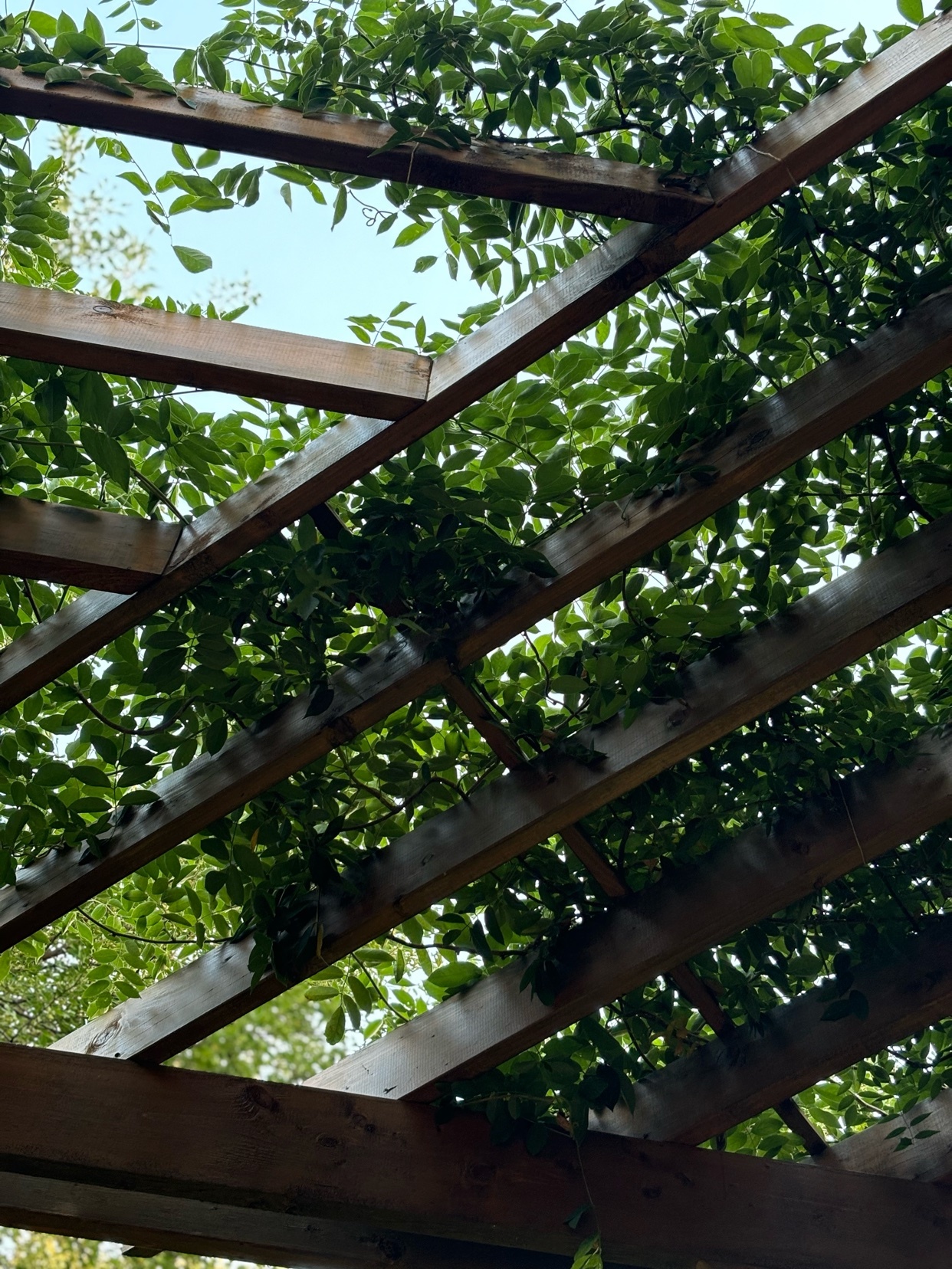 A wooden pergola is covered in lush green leaves and vines, with the sky visible through the gaps in the structure.