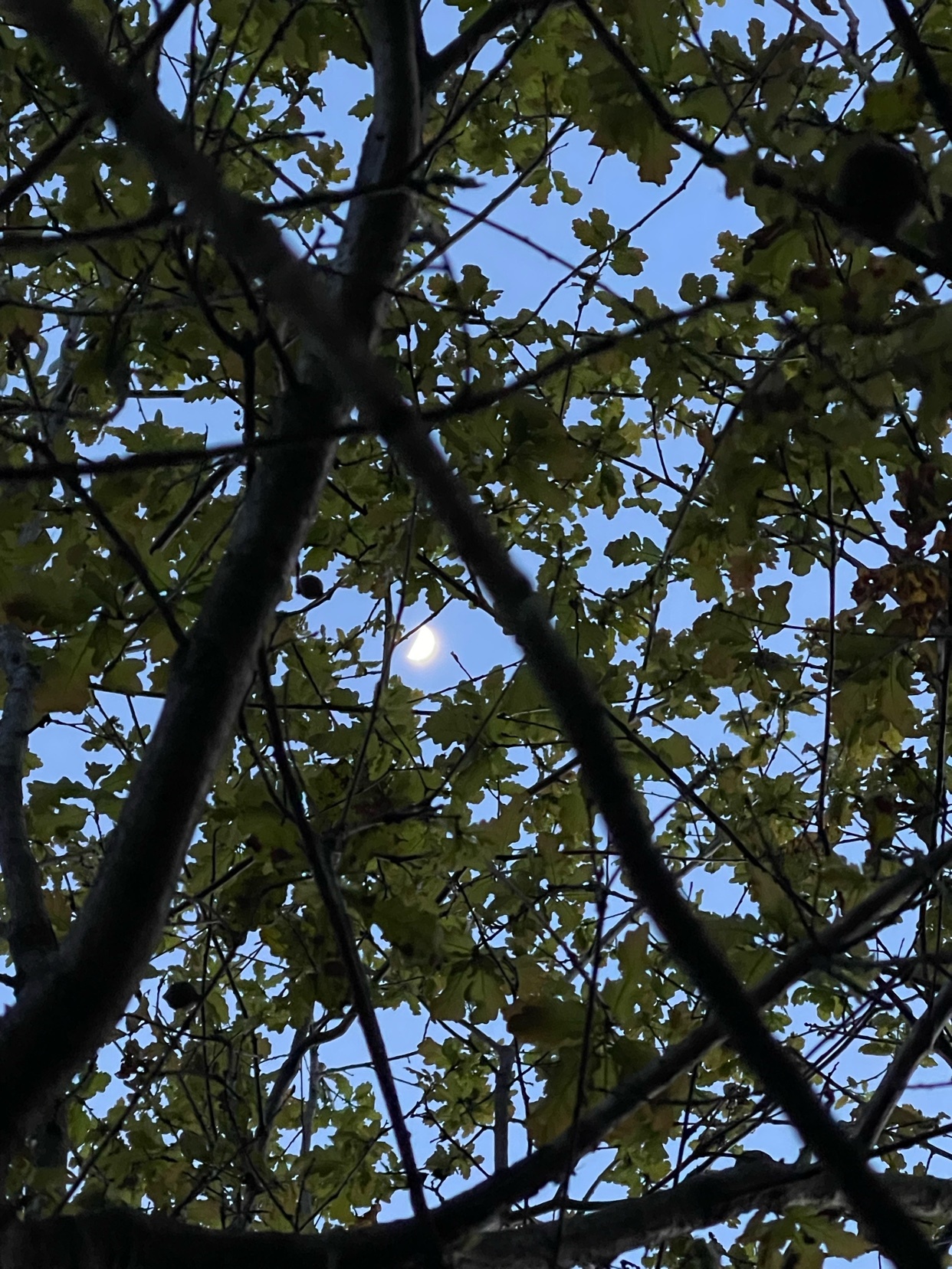The moon is visible through the branches and leaves of a tree against a clear blue sky.
