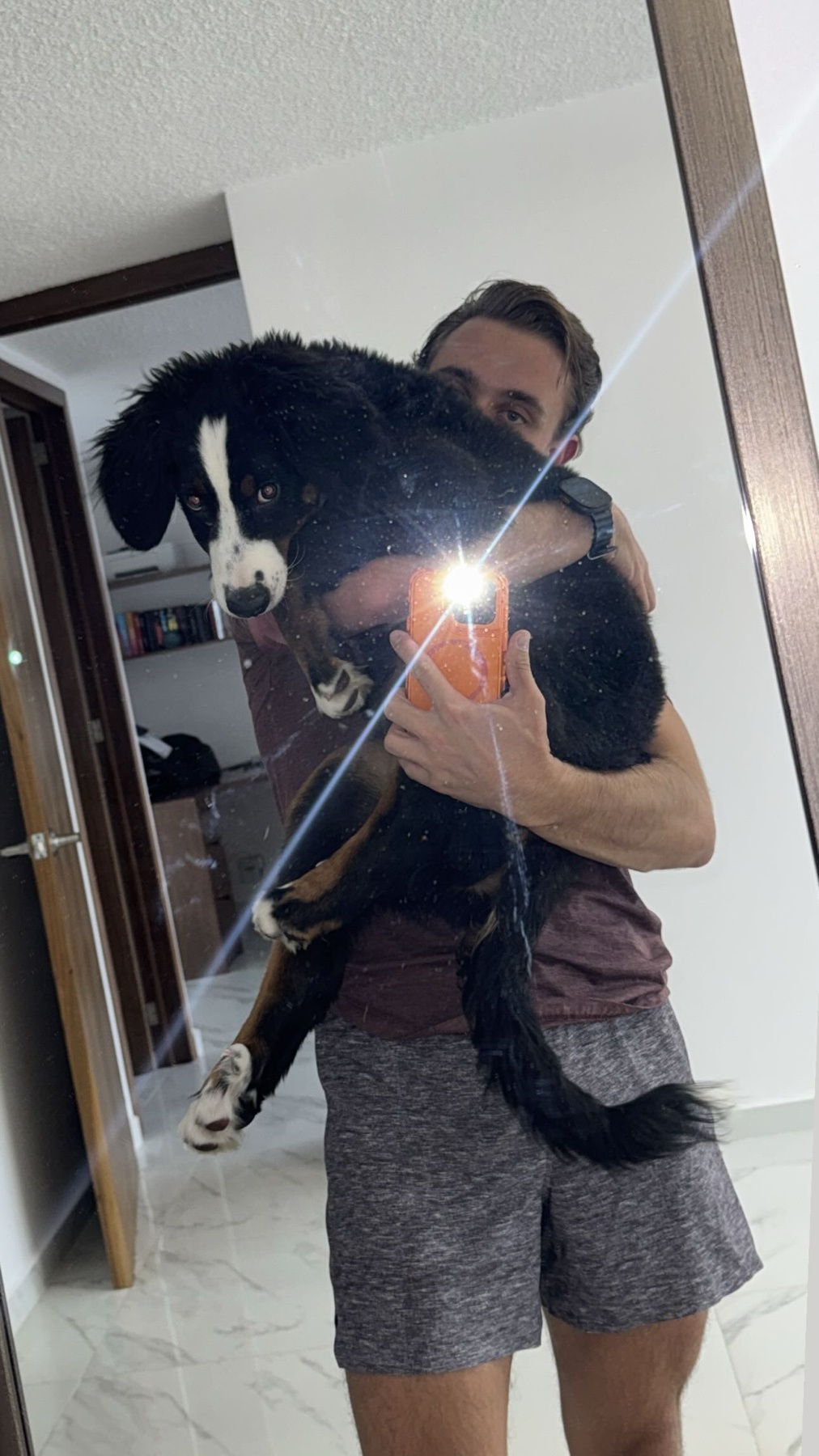 A man takes a mirror selfie while holding a Bernese Mountain Dog. The man is wearing a t-shirt and shorts, and the dog is looking at the camera.