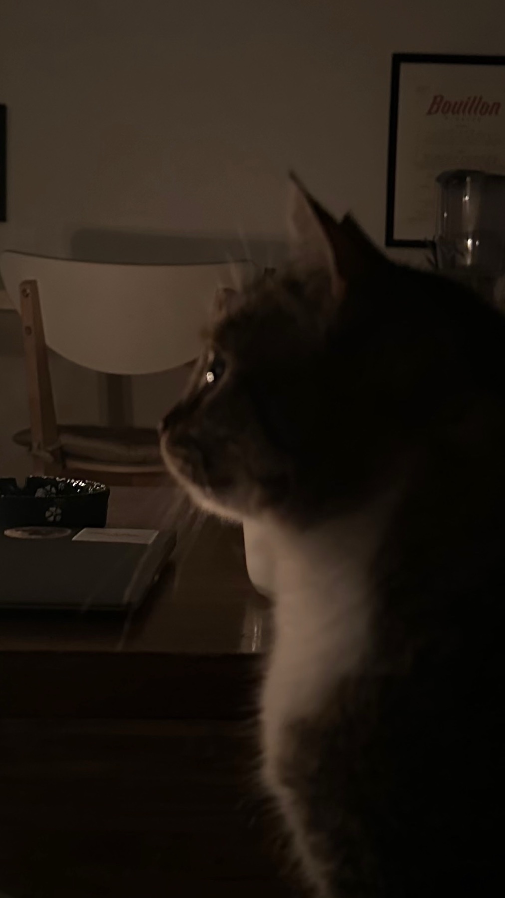 A cat is watching a movie. The cat is in profile, with its eyes focused on something off-screen.