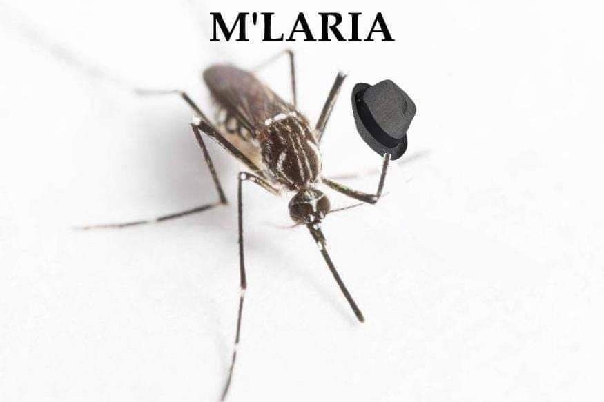 A mosquito wearing a hat with the word "M'Laria" above it. The image is a meme.