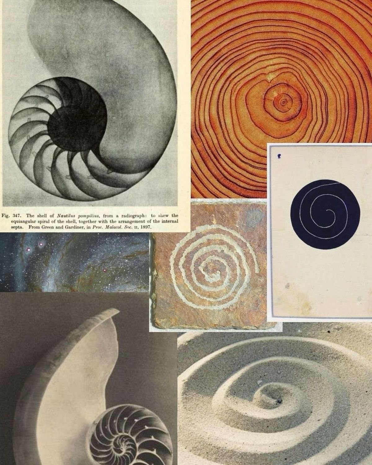 A collage of images featuring spirals in nature and art, including a nautilus shell, wood grain, a galaxy, and sand patterns.
