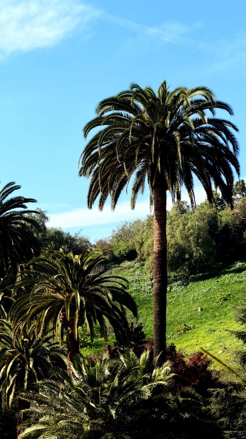 A scenic shot of palm trees against a bright blue sky. The image captures the essence of a tropical landscape.