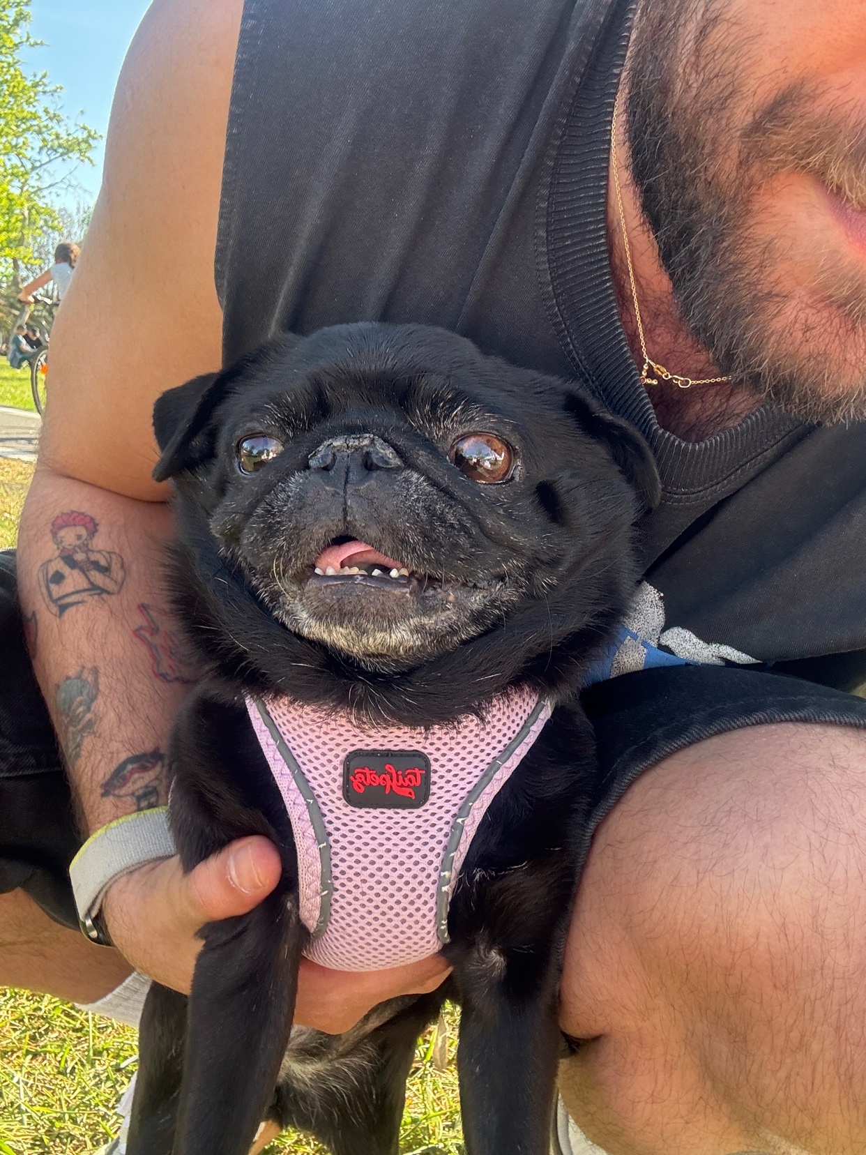 A close-up shot of a black pug wearing a pink harness. The dog is being held by a person with tattoos on their arm and a beard.