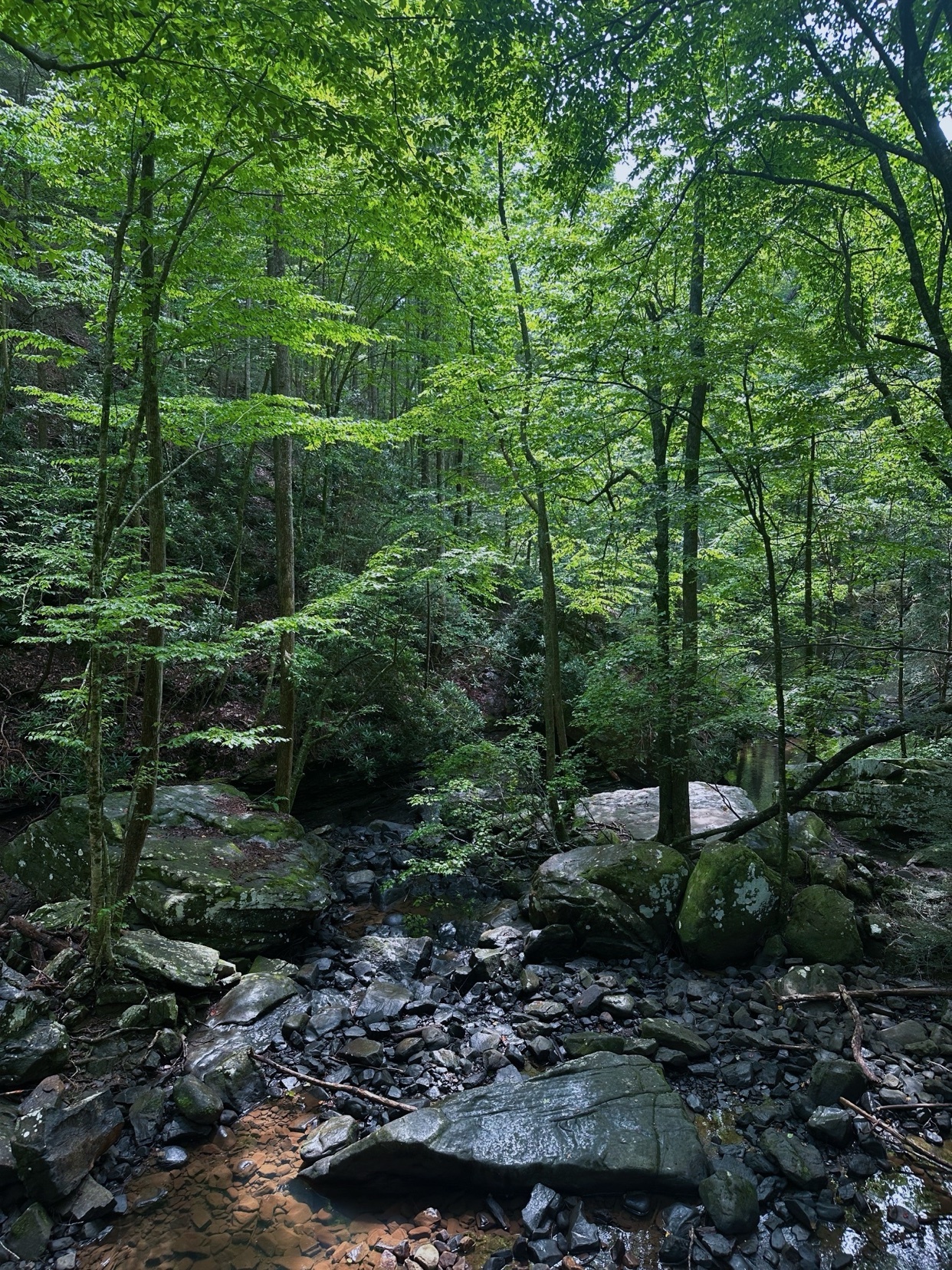 A lush forest scene with a stream running through it. The image captures the natural beauty of the woods.