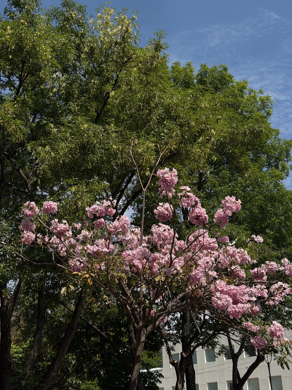 A close-up shot of a tree with delicate pink flowers blooming against a backdrop of lush green leaves and a bright blue sky. A modern building is visible in the lower right corner.