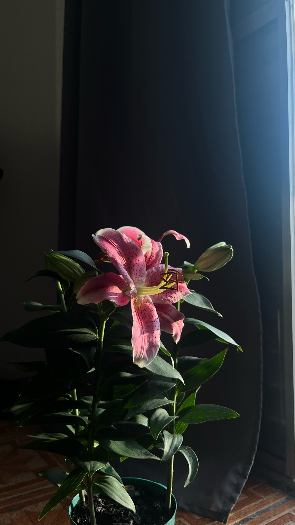 A vibrant pink lily in a pot sits near a window, bathed in sunlight. The image captures the delicate beauty of the flower against a dark curtain backdrop.