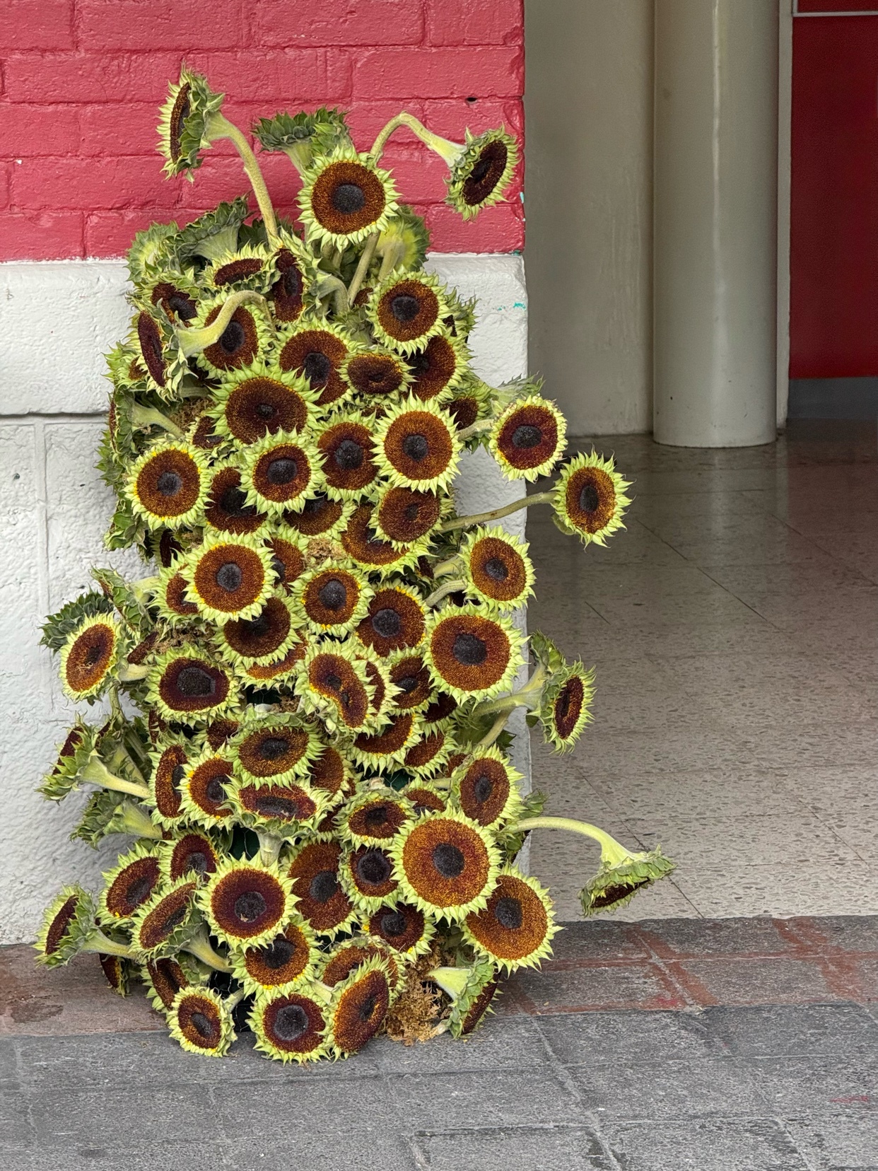 A close-up shot of a dense arrangement of sunflowers. The sunflowers are in various stages of bloom, with a mix of yellow and brown hues.