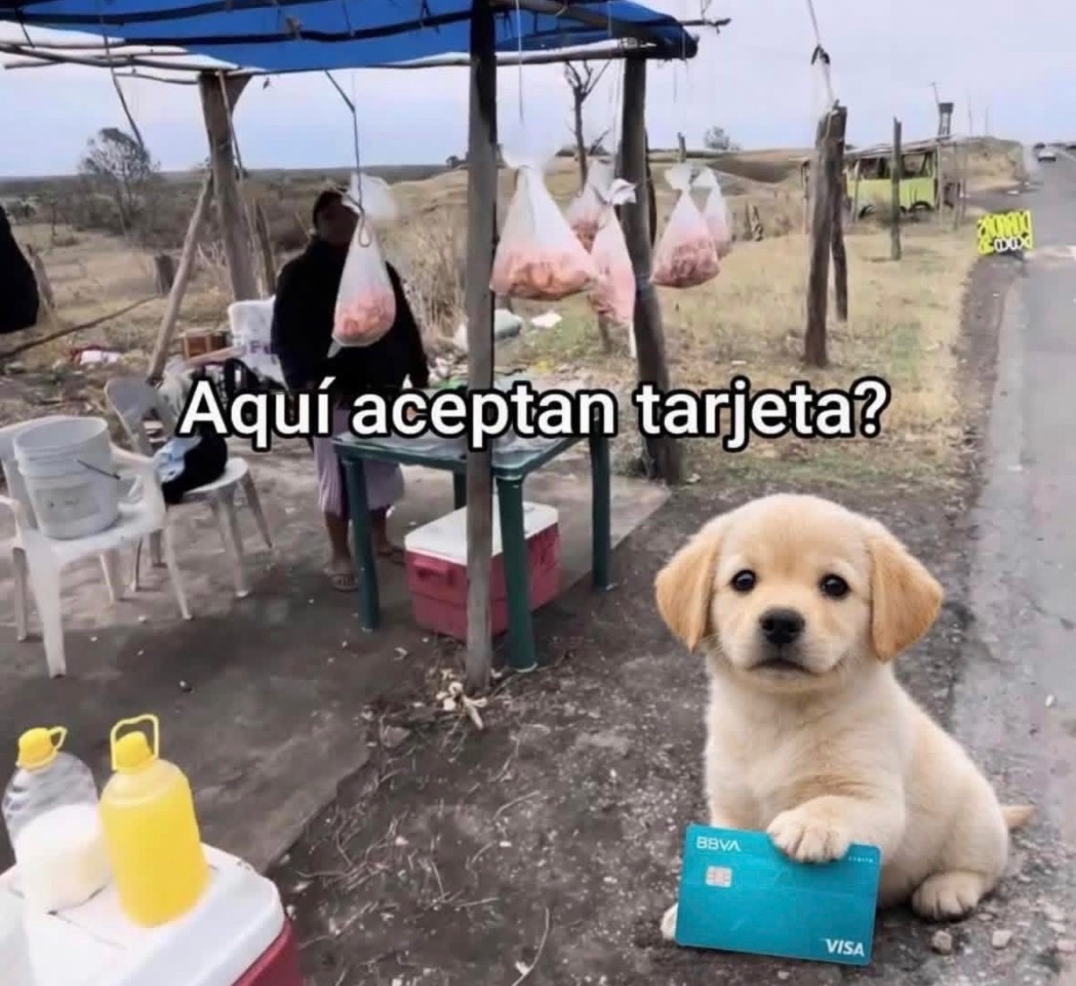 A meme featuring a cute puppy holding a credit card, with text in Spanish asking if they accept cards.
