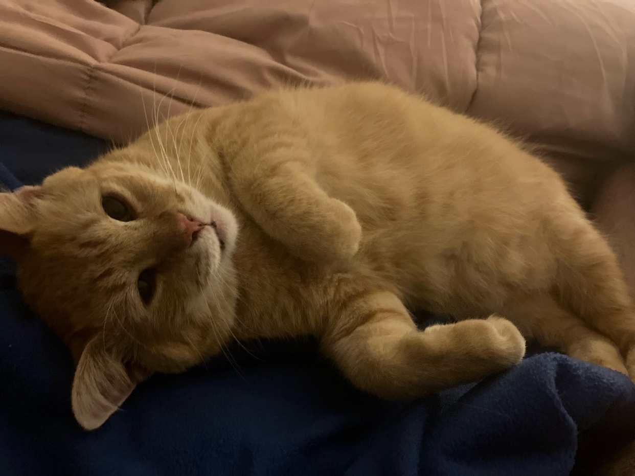 An orange tabby cat is lying on its side on a bed, looking towards the camera with its paws curled up.