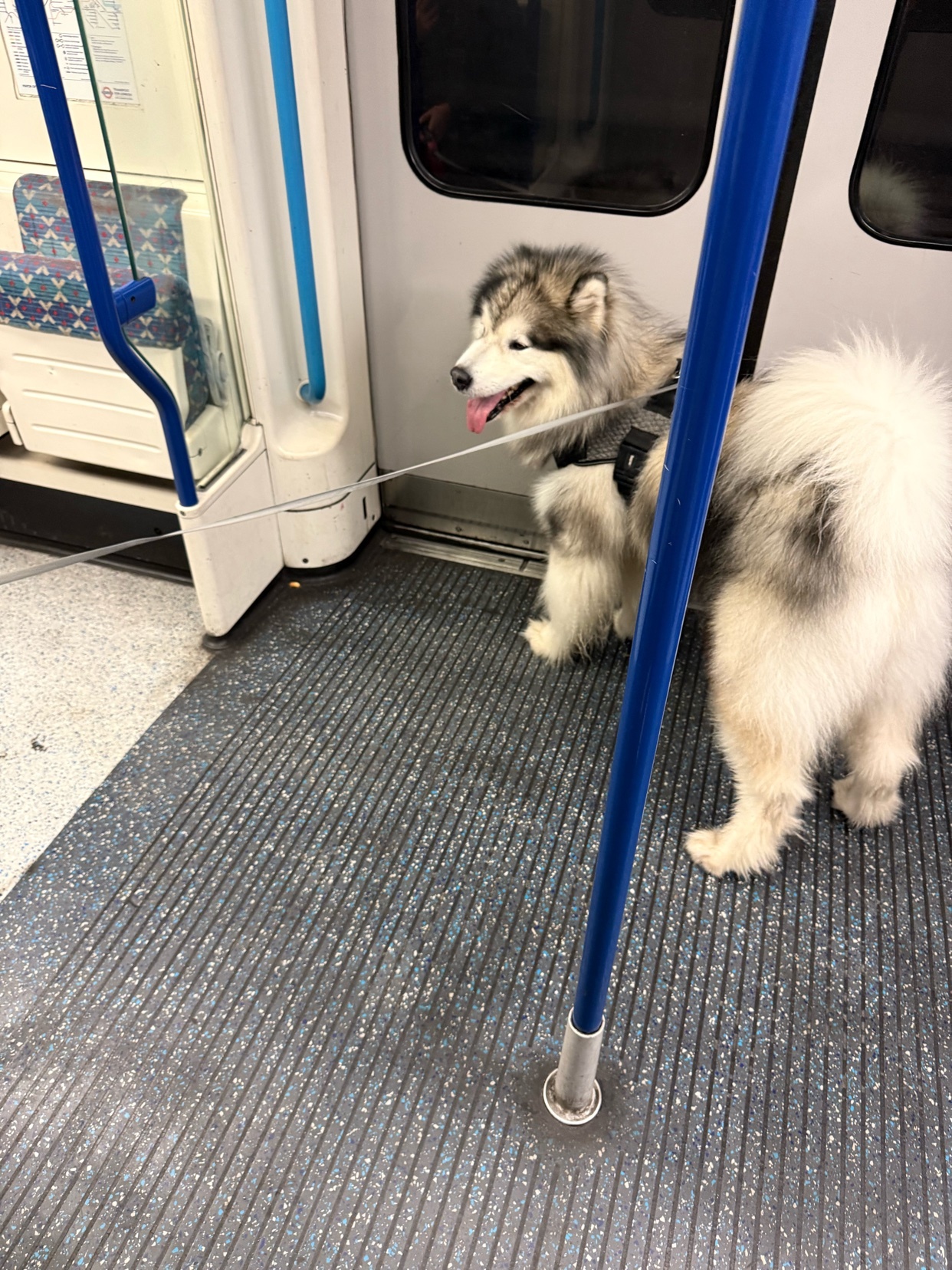 A fluffy Alaskan Malamute dog stands on a train. The dog is looking to the side with its tongue out.