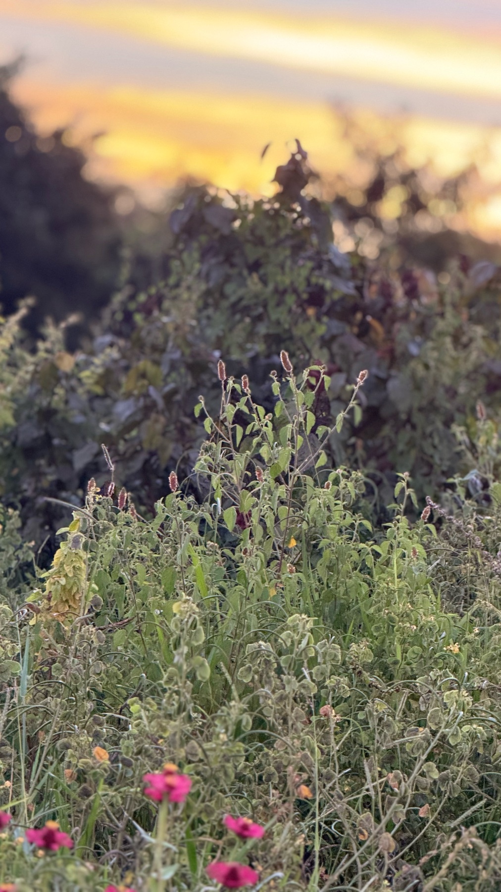 A close-up shot of wildflowers and foliage is bathed in the warm glow of a sunset. The sky above is a soft blend of yellow and orange hues, creating a serene and natural ambiance.