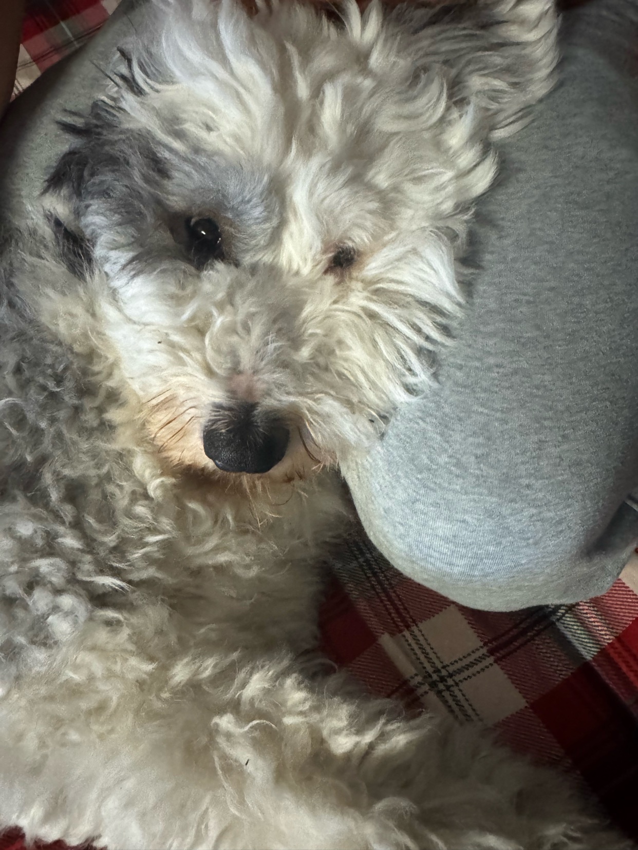 A close-up shot of a fluffy white and grey dog with dark eyes and a black nose. The dog appears to be resting on a red and white checkered surface, possibly a blanket or cushion.
