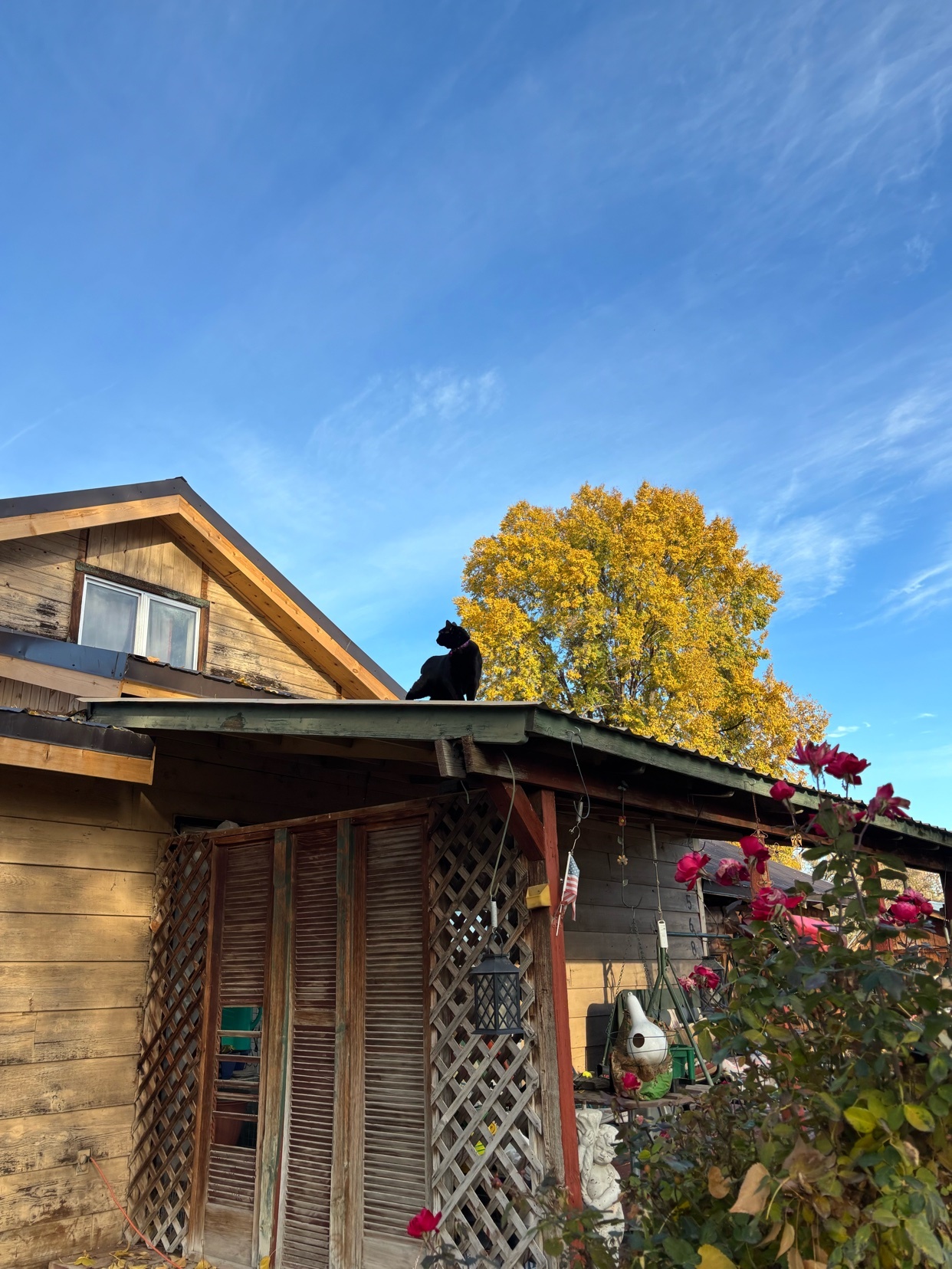 A black cat sits on the roof of a house. The photo is taken outdoors with a blue sky and a yellow tree in the background.