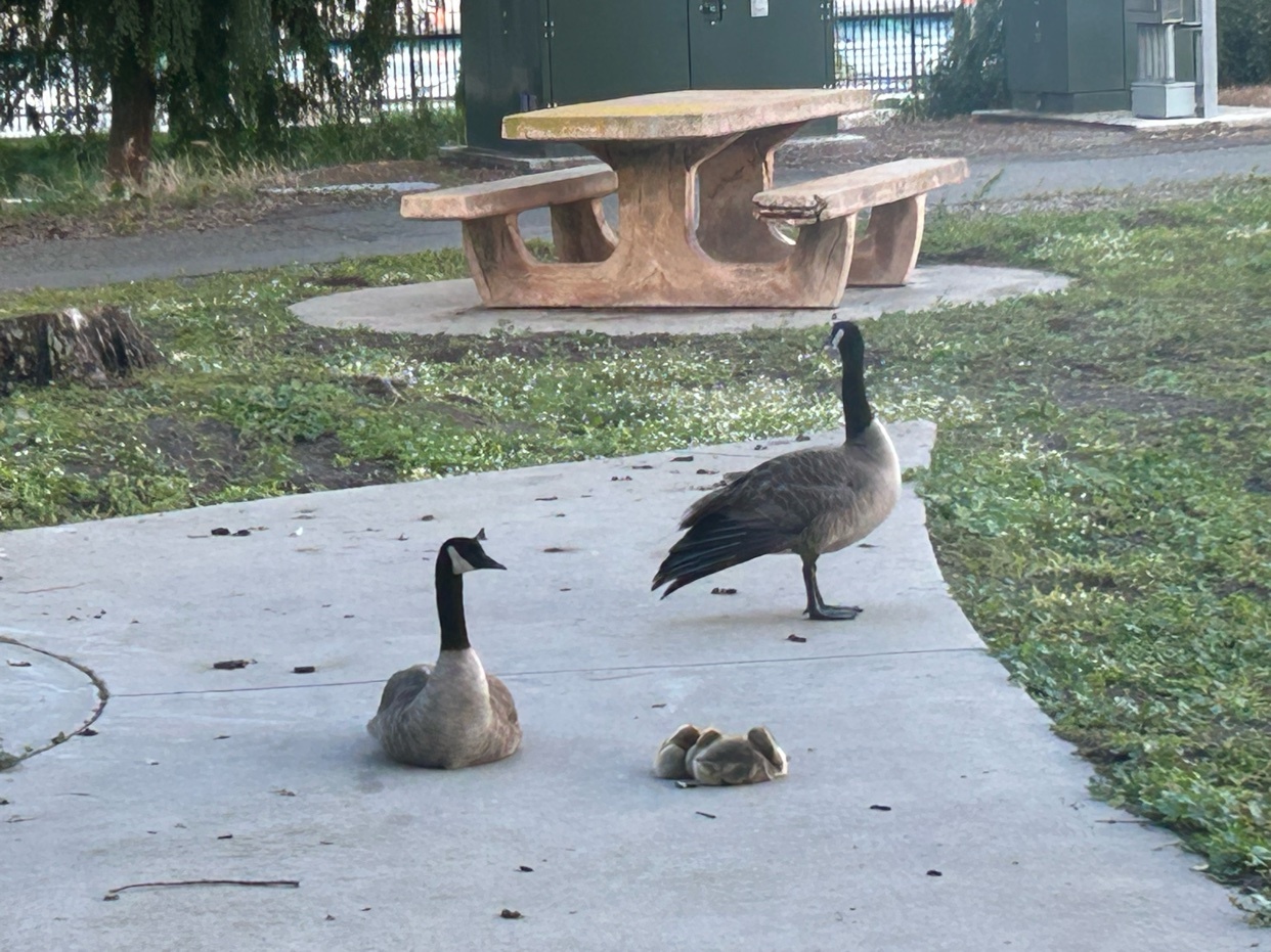 Two adult geese and three goslings are resting on a concrete path in a park. A picnic table is visible in the background.