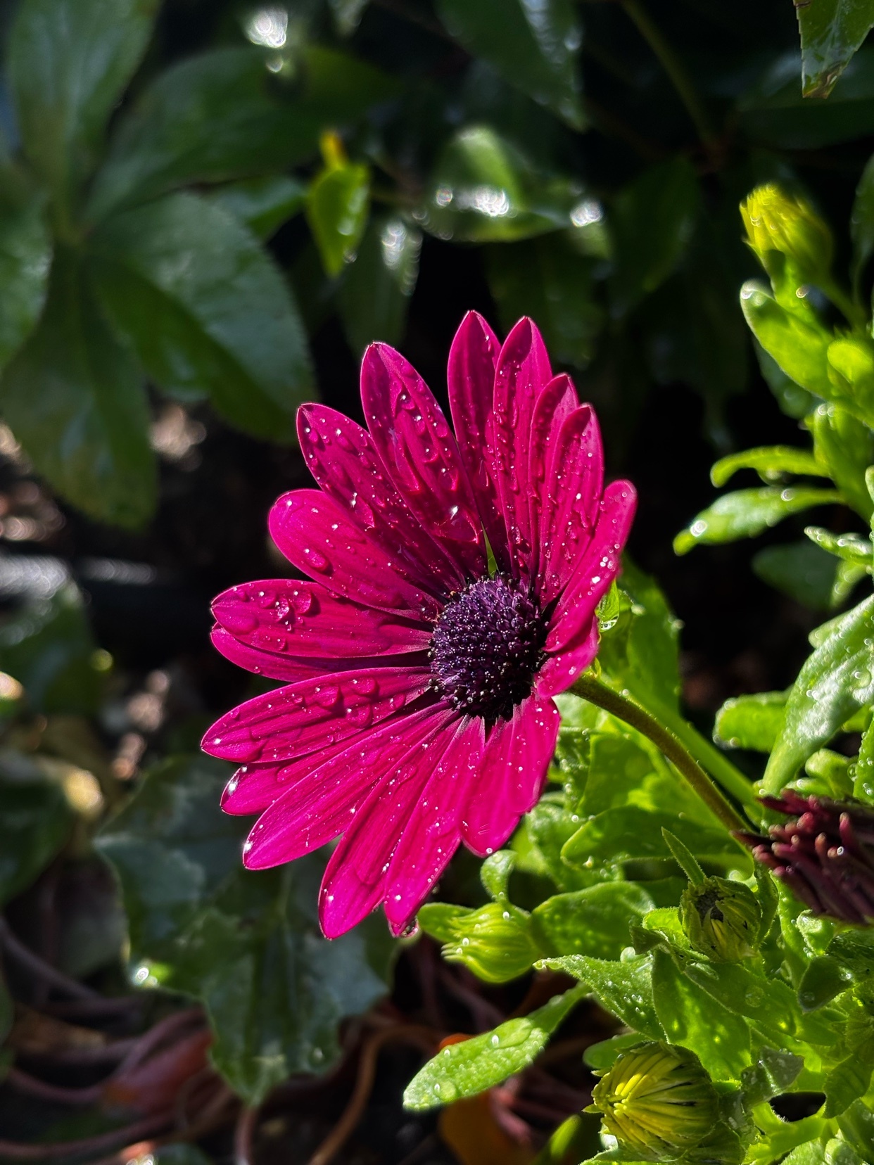 A close-up shot of a vibrant purple daisy-like flower covered in glistening dew drops. The flower is surrounded by lush green foliage, with some buds visible in the foreground.