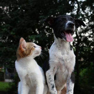 수의학 (Veterinary Medicine) 분야 상위 대학 2023 학비 비교 및 2024년 예상 학비