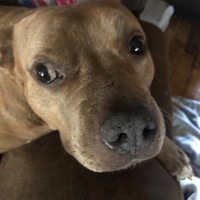 Kaden