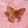 MsNurse Lady