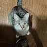 Catlover5322