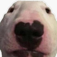 Walterthedog