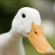 User profile image
