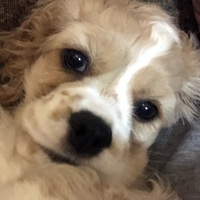 Sam