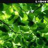 leaf man730