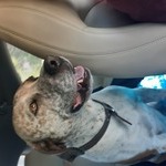 Robert