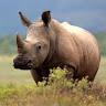 Ryno Rhino