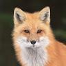 The Fox