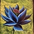 Allison Caporizzo
