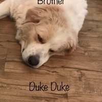Duke