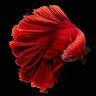 MrFish