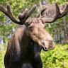 Dad Moose