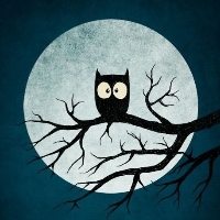 Night Owl Collections