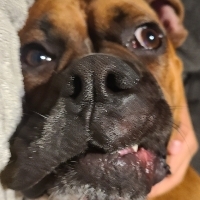 Abe