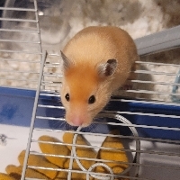 Valri Viala