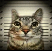 User profile image