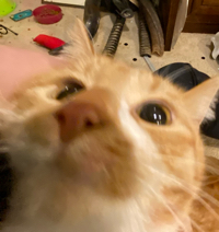 Meow