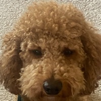 Angy Dog