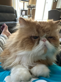 Tom