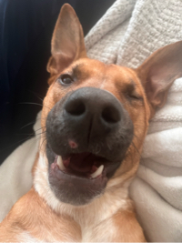 ellie