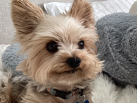 Ben Dover